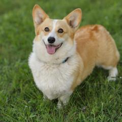 Pembroke Welsh Corgis from Hill Country Corgis