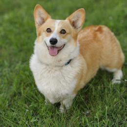 Pembroke Welsh Corgis from Hill Country Corgis