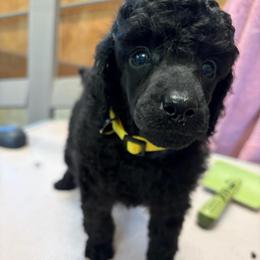 Bennie - Black male Poodle puppy in Hartselle, Alabama from Phare Poodles