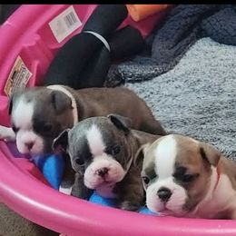 Boston Terrier Puppies from Cristi's Port Bostons