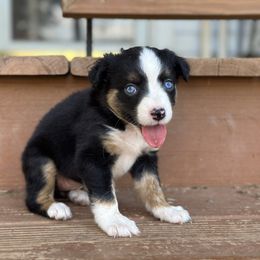 Sage - Black tri female Miniature American Shepherd puppy in Mill Spring, North Carolina from Adair's Australian Shepherds