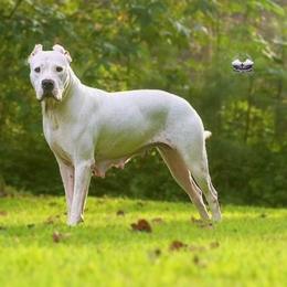 Luna - White female Dogo Argentino puppy in Powder Springs, Georgia from Primo Kennels