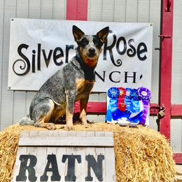 Australian Cattle Dog Puppies from Tin Roof Australian Cattle Dogs