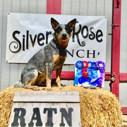 Australian Cattle Dog Puppies from Tin Roof Australian Cattle Dogs
