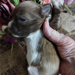 Iris - Red sable female Havanese puppy in Cleveland, Texas from 7th Heaven Havanese of Texas