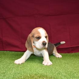 Orange collar male - Black tan and white male Beagle puppy in Fontana, California from JLB Beagles & MBT