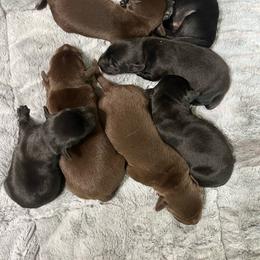Boy 3 - Black male Labrador Retriever puppy in Jacksboro, Texas from J and D Retrievers