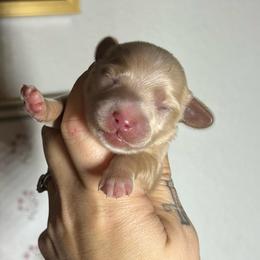 Kristoff - Cream male Dachshund puppy in Payette, Idaho from NT Mini Doxies