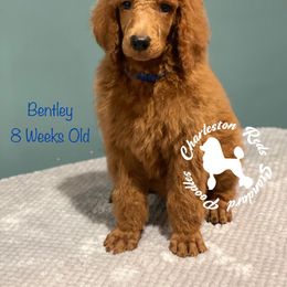 Poodle Puppies from Charleston Reds Standard Poodles