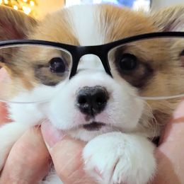 Pembroke Welsh Corgi Puppies from Smiling J Ranch Corgis