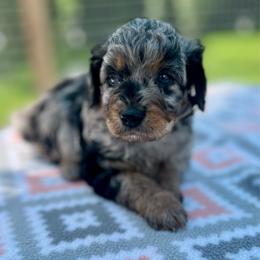 Everest - Blue merle female Aussiedoodle puppy in Liberty, Texas from Poodles and Doodles Most Excellent Adventures