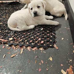 Green - Yellow male Labrador Retriever puppy in Lititz, Pennsylvania from R&M Labrador Retriever Puppies
