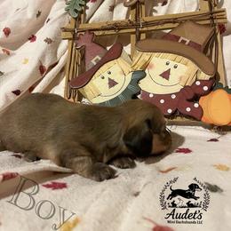 1 - Cream male Dachshund puppy in East Dover, Vermont from Audet’s Mini Dachshunds