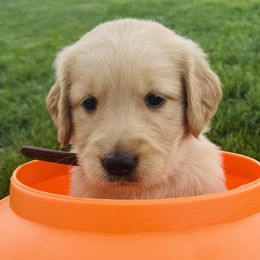 Dallas - Golden male Golden Retriever puppy in Blackfoot, Idaho from Ivy’s Goldens