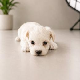 Scotty - Gold male Morkie puppy in Tampa Bay, Florida from Woodpecker Ridge Pups