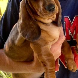 Dachshund Puppies from SkyeRiot Dachshunds