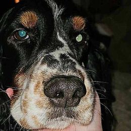 English Springer Spaniels from Sue's Springers