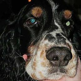 English Springer Spaniels from Sue's Springers