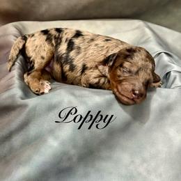 Poppy - Merle female Goldendoodle puppy in Gilbert, Arizona from Gilbert Az Doodles