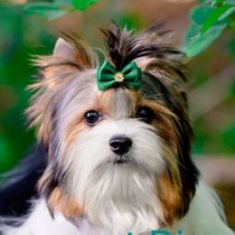 Sonik - Biewer Terrier