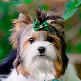 Sonik - Biewer Terrier