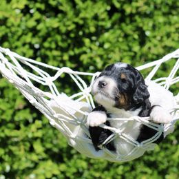 Victor - Tri-color male Bernedoodle puppy in Lowry City, Missouri from Cooper Creek Puppies
