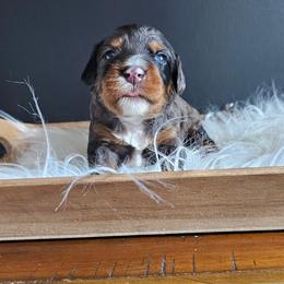 Reese's - Merle male Bernedoodle puppy in Decatur, Georgia from So Adoodable