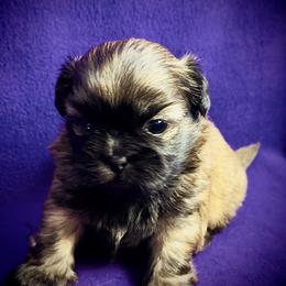 Mister - Red male Shih Tzu puppy in North Central Oregon, Oregon from T-Amore Shih Tzu