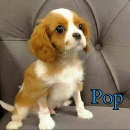 Pop - Blenheim male Cavalier King Charles Spaniel puppy in Rockville, Maryland from Skais the Limit