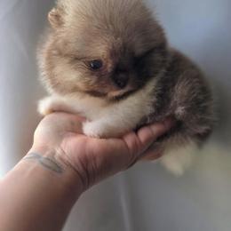 Pomeranian puppies from SW Frenchies