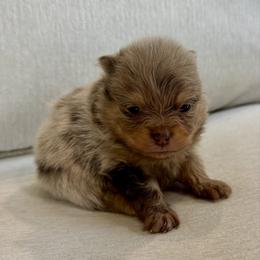 Crumbl - Chocolate merle female Pomeranian puppy in Canandaigua, New York from Fingerlakes Pomeranians