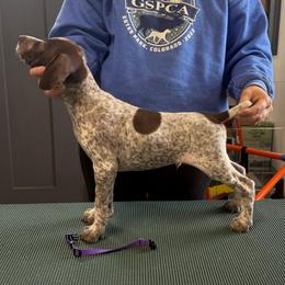 Purple Boy - Liver and white male German Shorthaired Pointer puppy in Bryan, Texas from Ehrenvogel and Bessdach Kennels