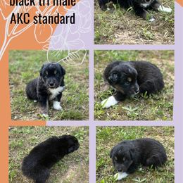 Bamm-Bamm - Black tri-color Australian Shepherd puppy in Asheboro, North Carolina from Stellar Aussies