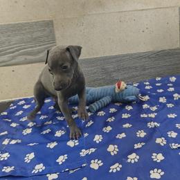 Matteo - Blue male Italian Greyhound puppy in Dallas, Texas from Oremor's