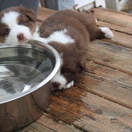 Australian Shepherd Puppies from Starlit Grove Australian Shepherds