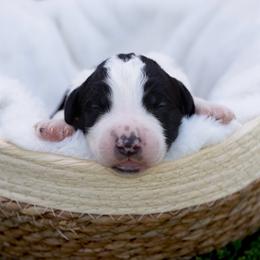 Onyx - Black and white male Sheepadoodle puppy in Los Angeles, California from Exquisite Doodles