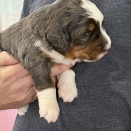 Pearl - Blue merle female Bernedoodle puppy in Campbellsville, Kentucky from Blue Belle Hills Bernedoodles