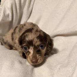 Fiona - Dapple female Dachshund puppy in Kentucky from Wonderful Weiners