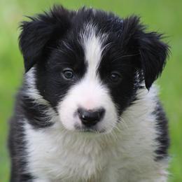 Black boy 1 - Border Collie puppy from Cool Meadow Farms