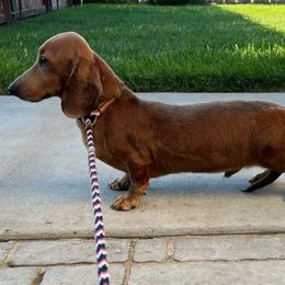 Sue (male ) - Dachshund