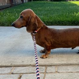 Sue (male ) - Dachshund