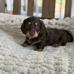Chocolate And Tan Female - Chocolate and tan female Dachshund puppy in Blackstone, Virginia from Cheyenne's Dachshunds