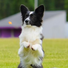 Sparrow - Cardigan Welsh Corgi