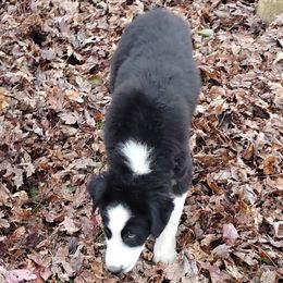 Boomer - Red tri-color male Australian Shepherd puppy in Crestline, Ohio from High Desert Aussies