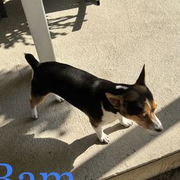 Bam - Teddy Roosevelt Terrier
