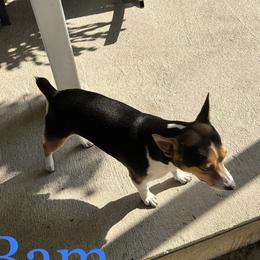 Bam - Teddy Roosevelt Terrier