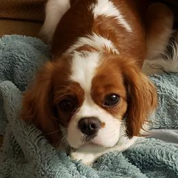 Liberty - Cavalier King Charles Spaniel