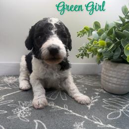 Girl 8 - Parti female Poodle puppy in Travelers Rest, South Carolina from Hampshire Hill’s Standard Poodles