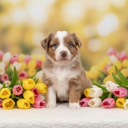 Shelby - Red merle female Australian Shepherd puppy in Hugo, Colorado from Frying Pan Ranch Australian Shepherds