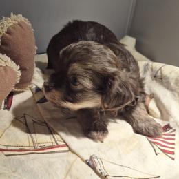 Boy 1 - Chocolate male Havanese puppy in East Lansing, Michigan from VanCort's Happy Havanese